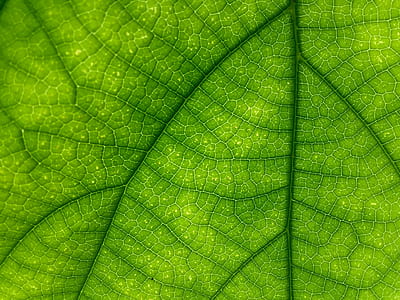 macro photography of leaf thumbnail