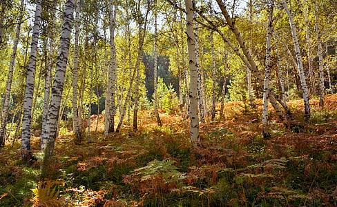 birch trees during daytime thumbnail