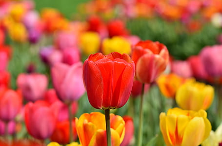 bed of red, pink, and yellow tulips thumbnail
