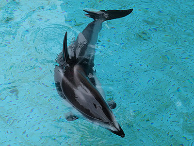 black dolphin on body of water during daytime thumbnail
