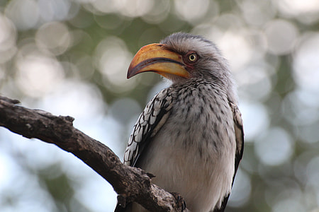 Zazu thumbnail