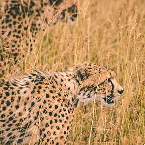 brown and black cheetah on green grass thumbnail