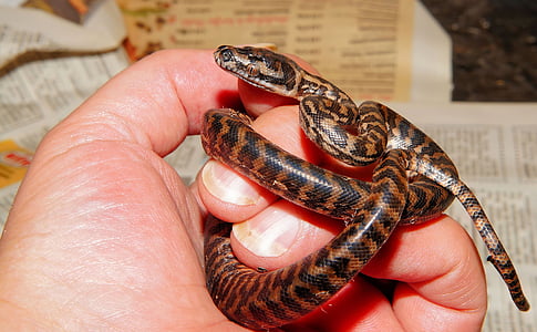 person holding brown and black snake thumbnail