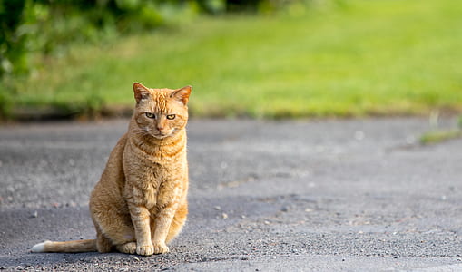 focused photo of orange cat thumbnail