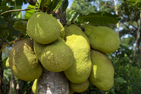 green jack fruit on tree at daytime thumbnail