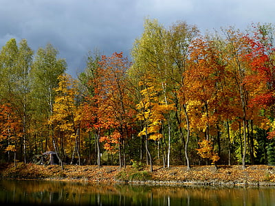 orange-leafed trees thumbnail
