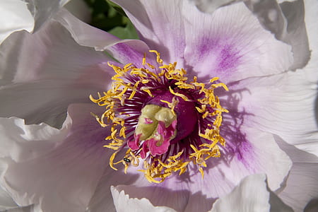 purple and white petal flower in shallow focus lens thumbnail