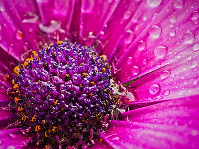pink petaled flower thumbnail