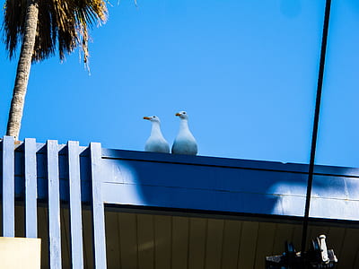 two white seagulls on roof thumbnail
