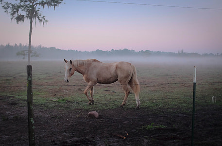 beige horse standing on grass thumbnail
