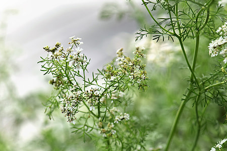 selective focus photo of white flowers thumbnail