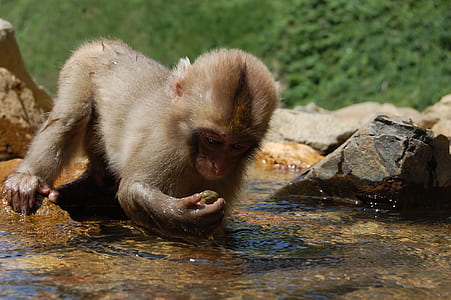 selective focus photography of monkey drinking water thumbnail