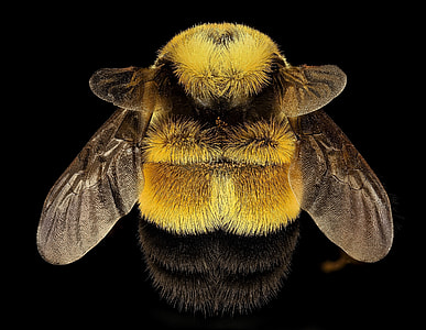 macro photography of yellow bee thumbnail