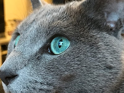 close-up of Russian blue cat thumbnail