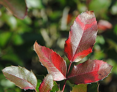 closeup of red and green leafed plant thumbnail