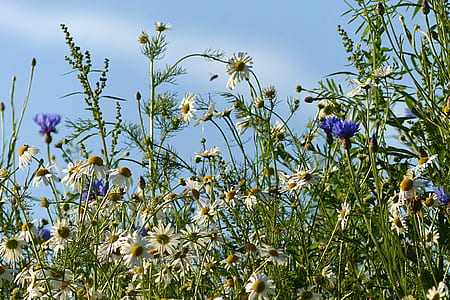 low angle view of flowers thumbnail