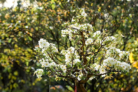 white cherry blossoms HD wallpaper thumbnail