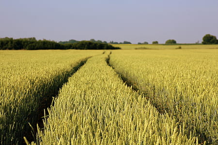 landscape photo of rice field thumbnail