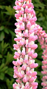 Pink Flower thumbnail