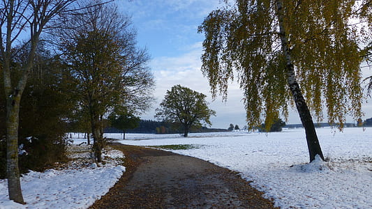 green leafed trees on snow sand thumbnail