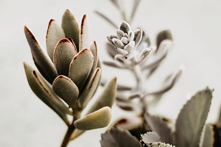 tilt shift lens photography of green leaf plants thumbnail