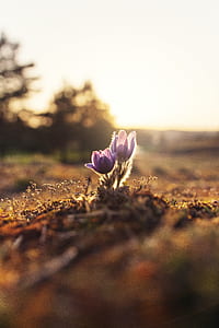 purple petaled flowers blooming thumbnail