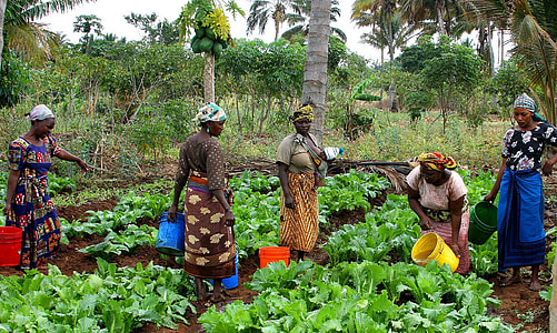 group of women planting vegetables thumbnail