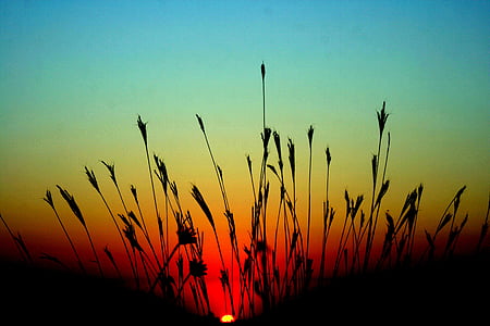 silhouette of plants thumbnail