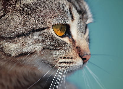 macro shot of silver tabby kitten thumbnail
