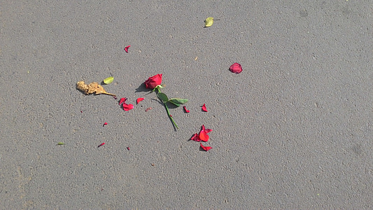 red rose on asphalt road thumbnail