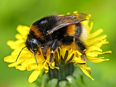 black and brown bee on yellow flower thumbnail