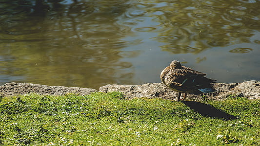 nature, water, animal, grass thumbnail