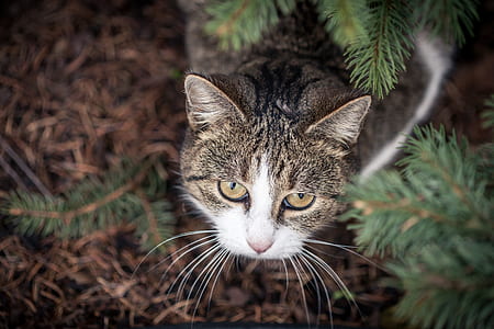 Selective Focus Photo of Gray and White Tabby Cat thumbnail