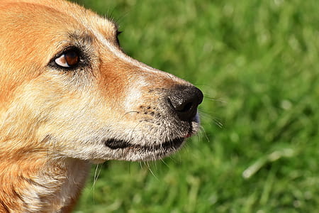short-coated brown dog thumbnail