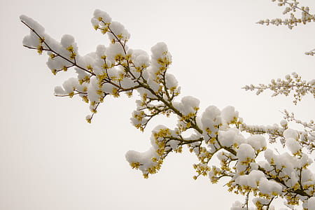 white cherry blossoms in bloom thumbnail