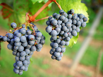 blackberries in closeup photography thumbnail