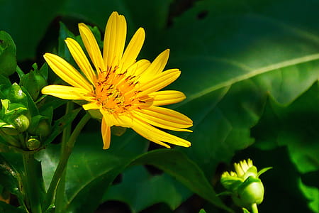 Golden Aster flower bloom closeup. thumbnail