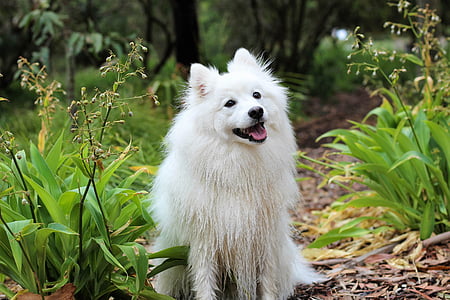 white American eskimo dog thumbnail