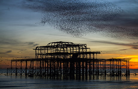 flock of bird above building on body of water during golden hour thumbnail