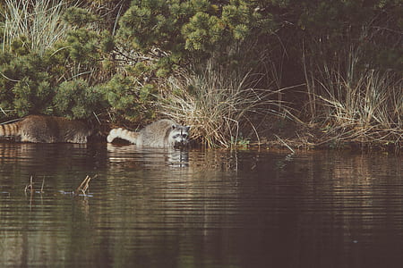 water, animal, lake, river thumbnail