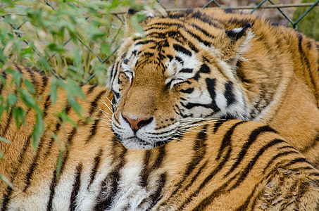 two tigers sleeping during daytime thumbnail