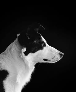 white and black border collie thumbnail