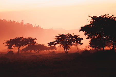 foggy forest thumbnail