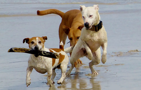 three brown and white coated dogs playing on wet soil during daytime thumbnail