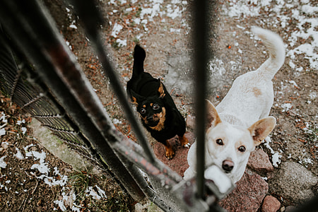 Dogs behind metal bars thumbnail