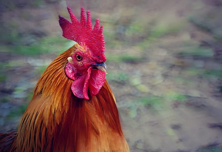 brown and red rooster thumbnail