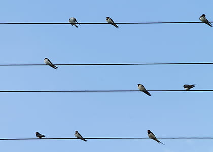 9 Birds Perched on 4 Electric Lanes thumbnail
