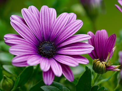 selective focus photography of purple gerbera thumbnail