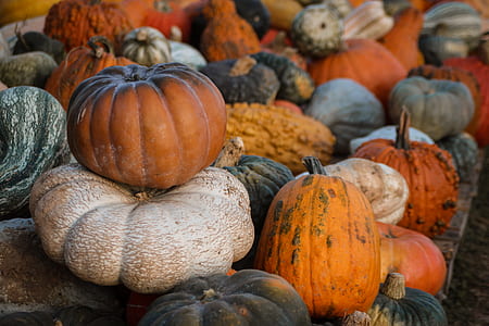 closeup photo of varieties of pumpkins thumbnail