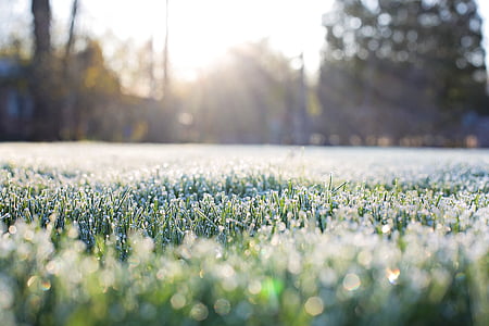 green grass during daytime thumbnail